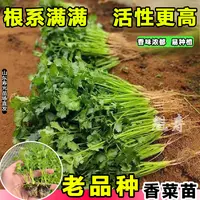 更地道更浓香山东香菜苗秧带土带根种子四季高产重复采收多茬采收