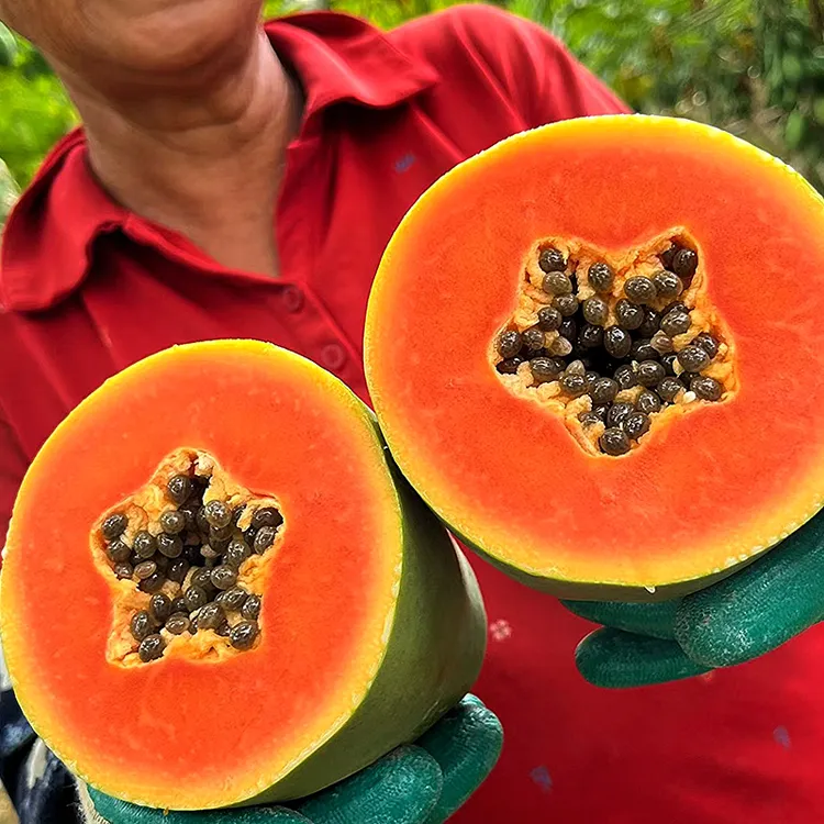 树上熟冰糖心牛奶木瓜雷州多汁红心木瓜细腻多汁丝滑软糯香甜京东