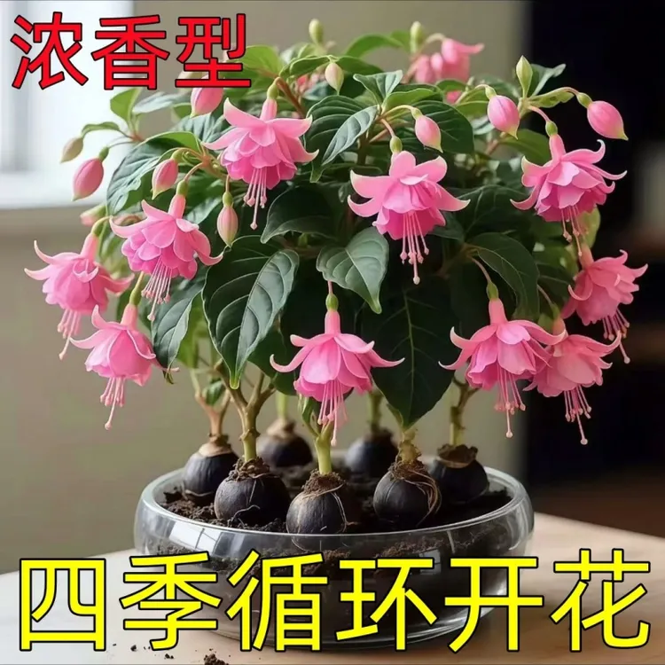 宝莲灯种球易活四季开花室内外四季可种花卉驱蚊虫盆栽绿植观赏