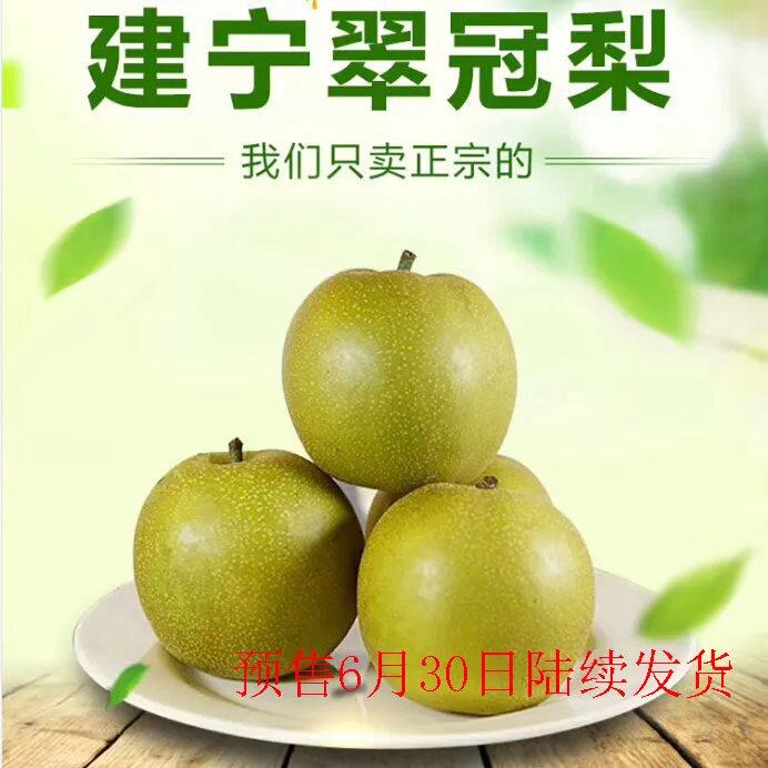 2025年当季新鲜脆甜多汁无渣翠冠梨果园直供现摘现发