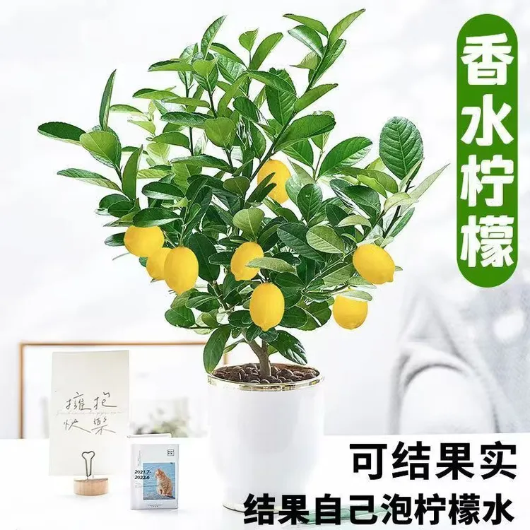 四季香水柠檬树盆栽室内外种植