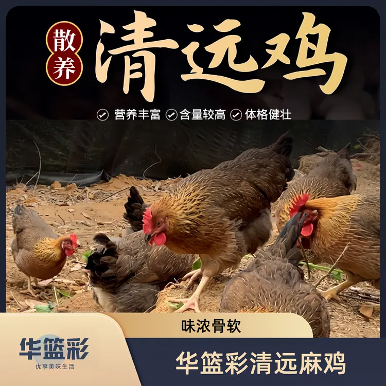 【华篮彩】品牌正宗散养清远老母鸡麻鸡谷物山泉喂养皮爽骨软清远鸡