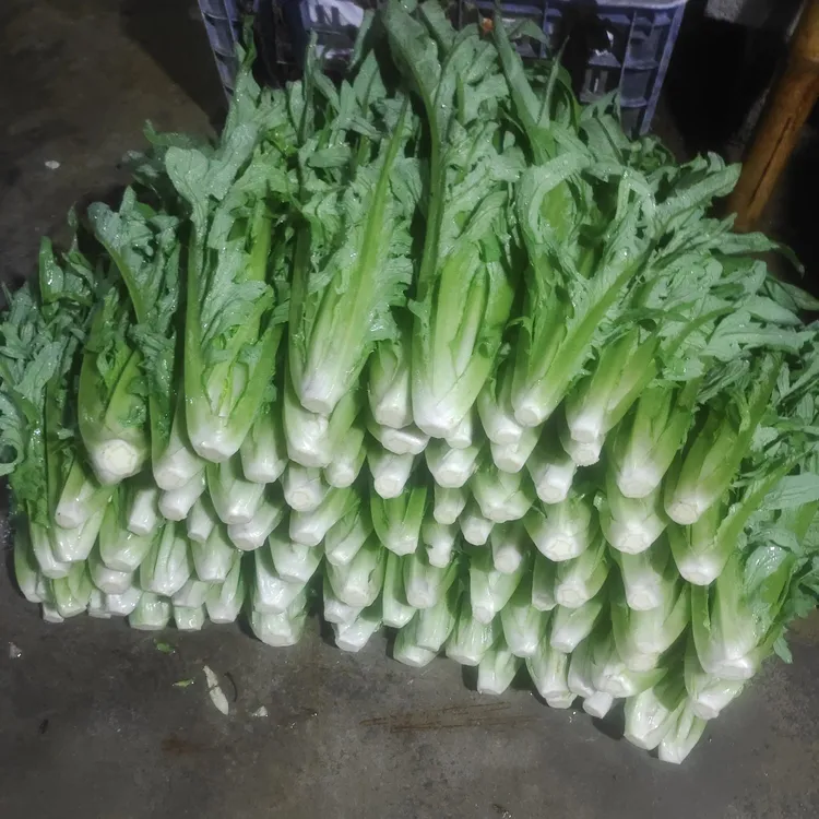 广西博白花芽甜麦菜种苗