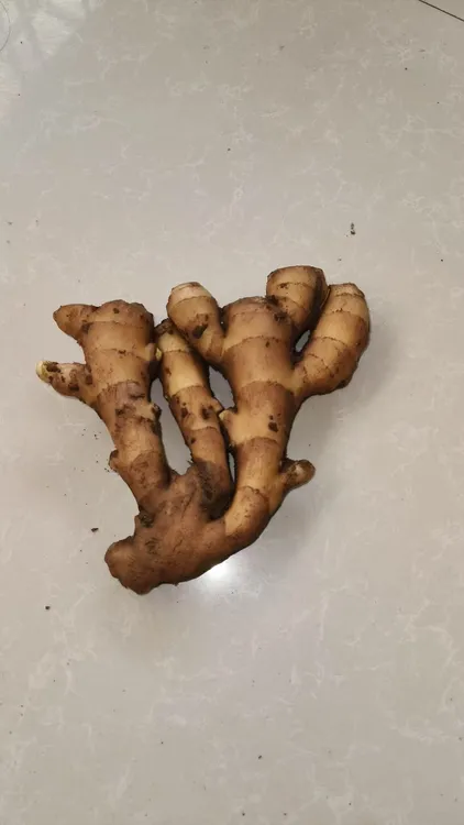 山东大黄姜，13°-25°保存（炒菜，生吃）