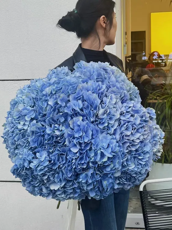 大海蓝绣球     鲜切花氛围感花材