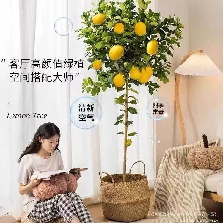 香水柠檬树老桩可食用带果客厅阳台室内外高档落地庭院四季柠檬树