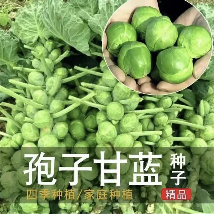 孢子甘蓝种子抱子甘蓝春秋季小型芽球包心菜阳台庭院四季播种简单