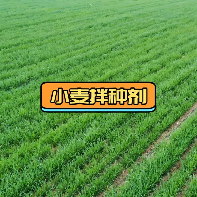 好老头小麦拌种小麦包衣剂正品大厂家叶面肥