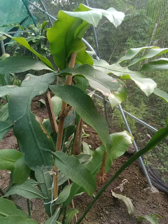 大叶昙花老桩盆栽绿植室内拖把均带花苞。苗贵在运费（折叶无售后）