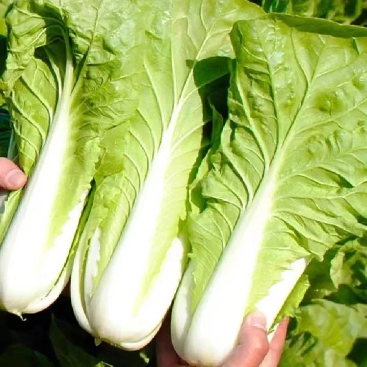 【四季速生快菜】快菜青菜蔬菜种子白菜耐热耐寒阳台院子均可种植商品图