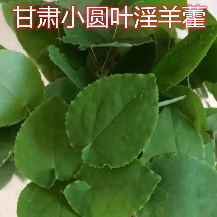 甘肃淫羊霍小圆叶淫羊霍珉县礼县全株淫羊霍叶晒干阳霍叶全株