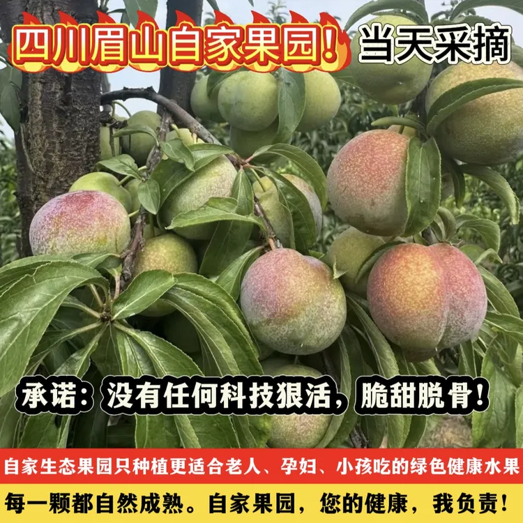 四川半边红脱骨李子新鲜应季脆甜多汁爽口肉厚坏果包赔