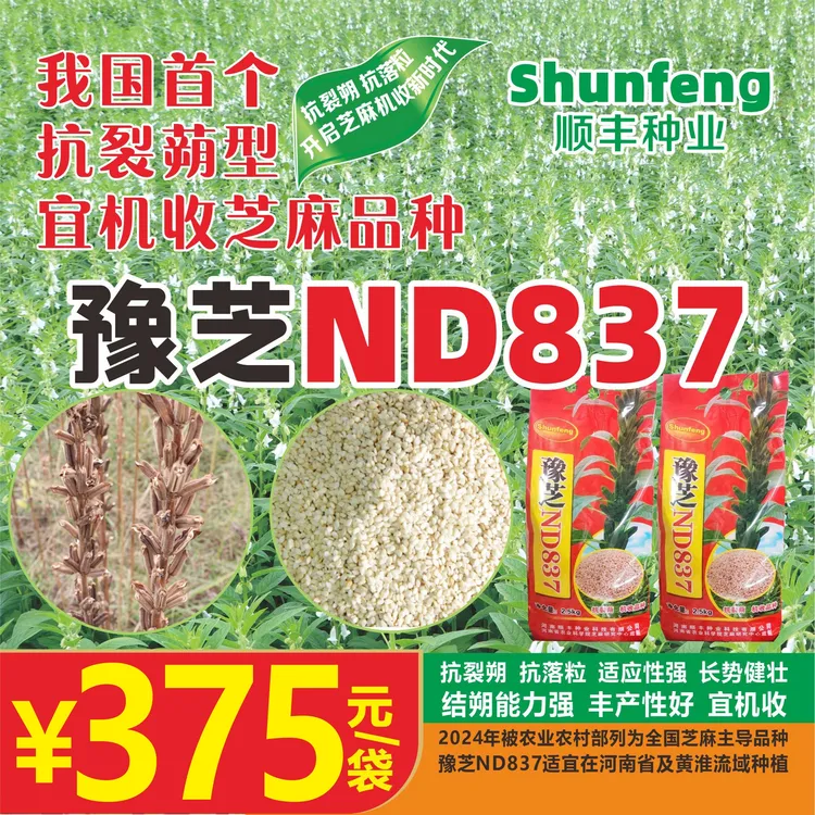 豫芝ND837机收芝麻