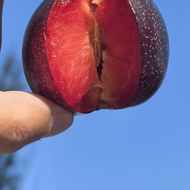 双11惊喜新疆味王新疆恐龙蛋李子应季水果顺丰空运放软吃口感更佳