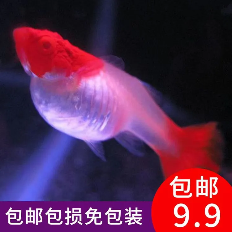 【鸿运当头红头】孔雀鱼热带鱼转运鱼燕尾精品活体种鱼种鱼纯种红鱼
