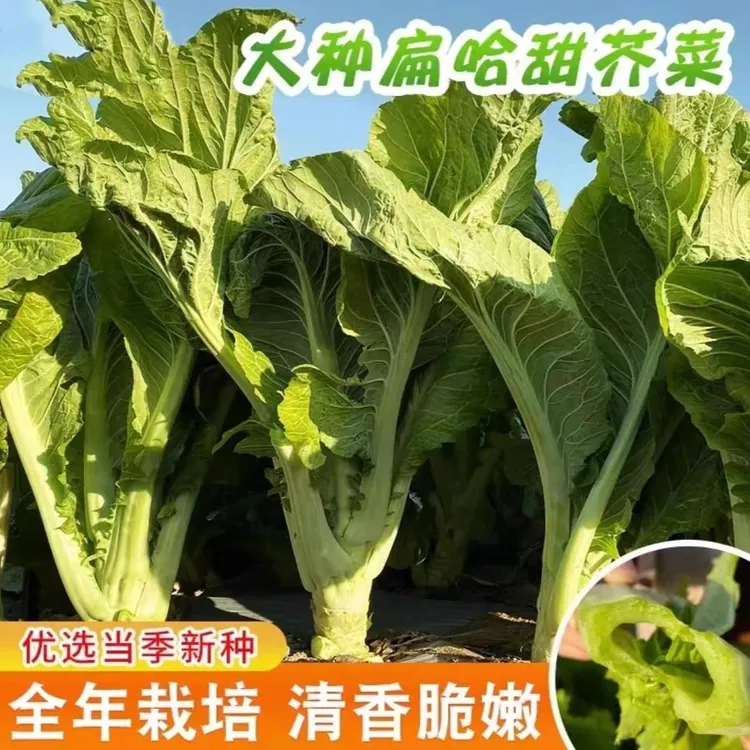 【大叶甜芥菜种子】四季甜芥菜大叶清脆无丝四季种植农家蔬菜种籽