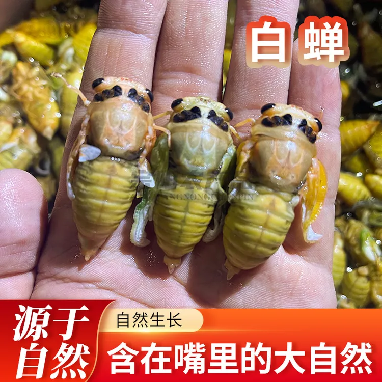 2025山东特产白蝉银蝉嫩知了爬叉猴50只100只200只冷冻发货美味