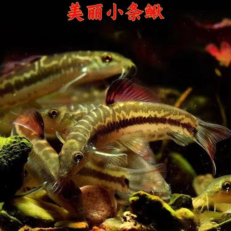 冷水美丽小条鳅观赏缸彩虹工具清道夫不怕冷垃圾粪便清洁缸底层
