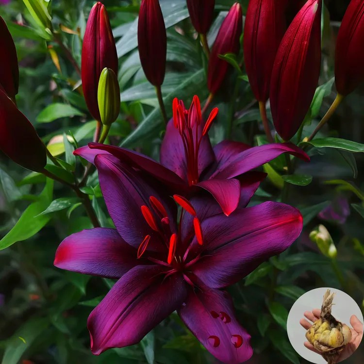 【黑魔术】进口百合花种球花卉好养活盆栽植物花苗室内种植植物绿植