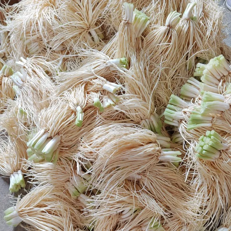 云南德宏新鲜撇菜根苤菜根大韭菜根月子良菜可腌制500克新鲜蔬菜