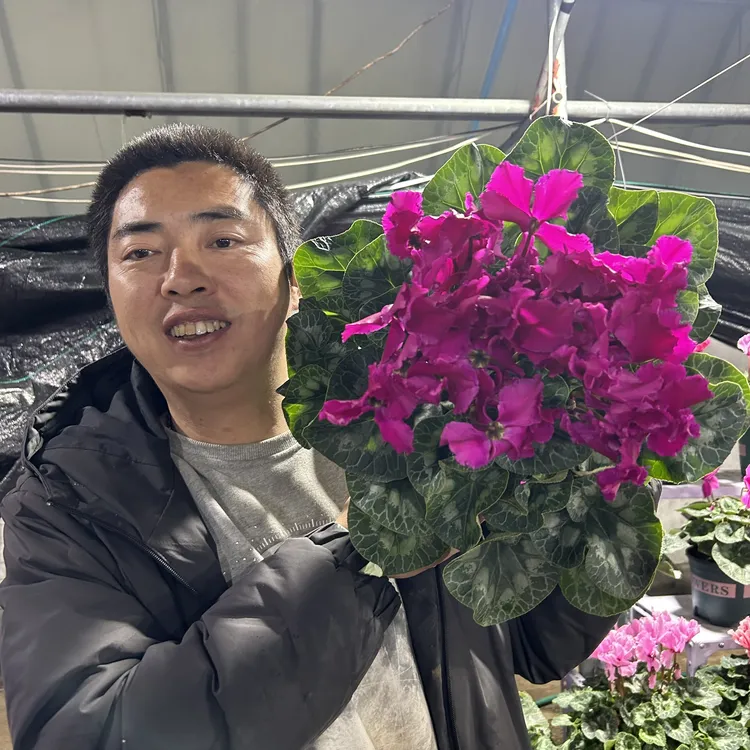 18号大盆带花带花苞仙客来盆栽（换盆无售后）不拍保温冻坏不赔