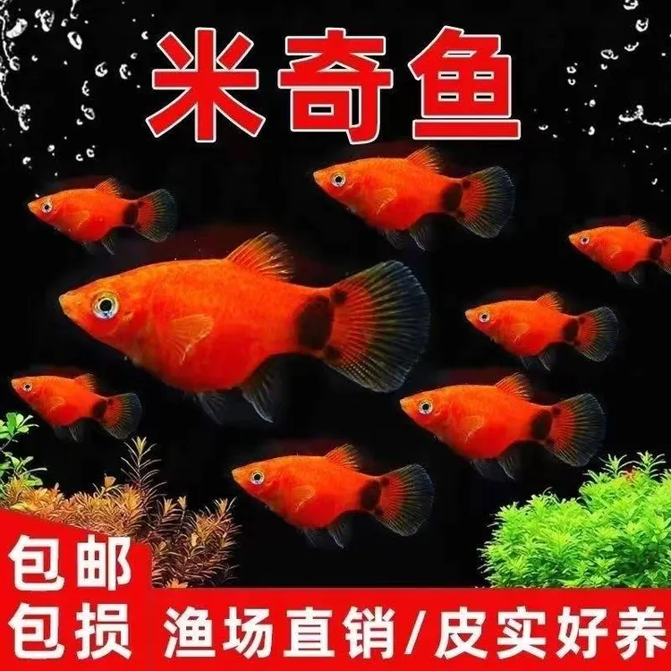 米奇鱼月光鱼 饲料胎生鱼好看小型精品好养混养热带新手好养