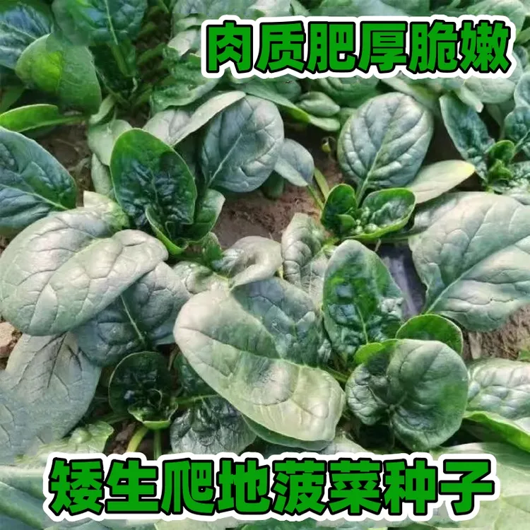 【矮生趴地菠菜种子】家庭阳台小院四季种植盆栽地栽易种易活