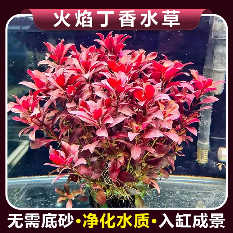 紫丁香水草鱼缸造景新手懒人阴性好养净化水质真草商品图