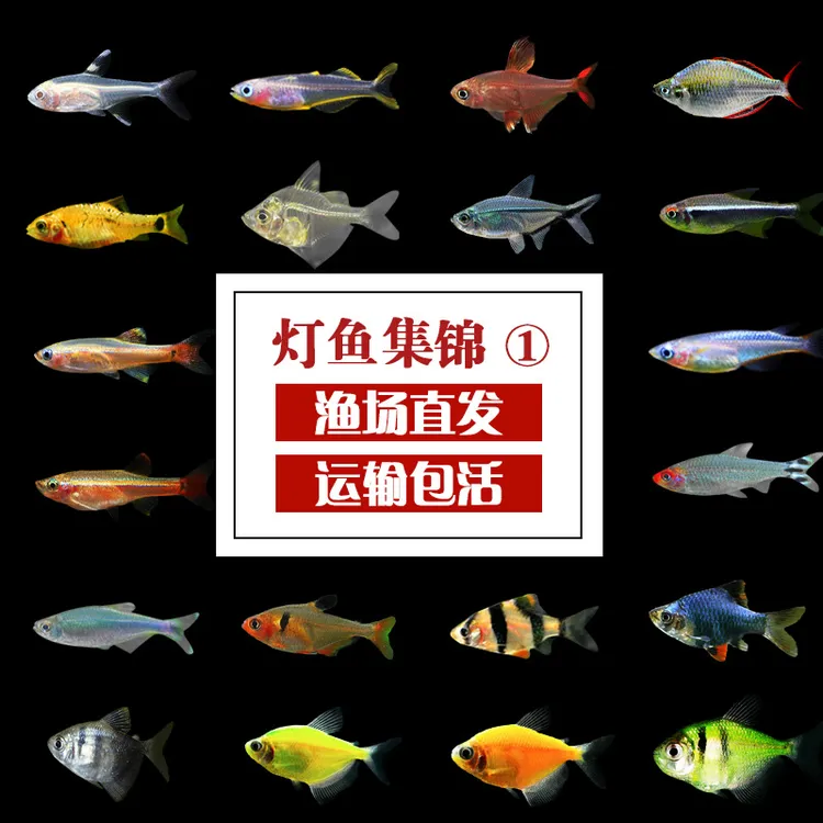 观赏鱼鱼苗红绿宝莲灯草缸群游淡水小型灯科鱼水族宠物鱼草缸小鱼