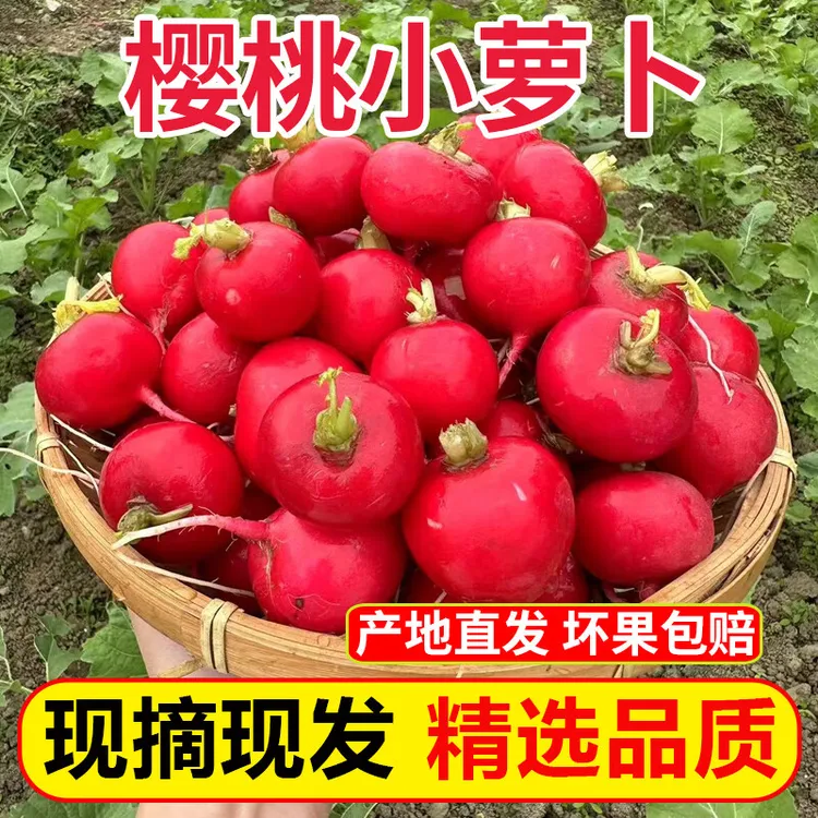 新鲜樱桃萝卜当季水果圆萝卜新鲜生吃甜脆凉拌蔬菜沙拉食材1-5斤
