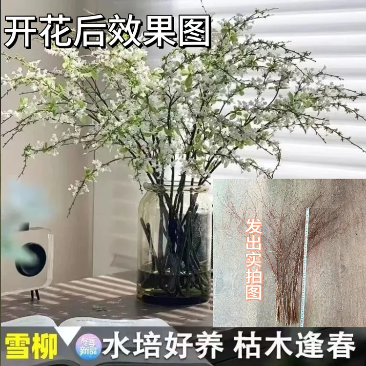 【遇水成活】雪柳盆栽水样开花水培雪花植物花卉遇水枯木室内蓬绿植