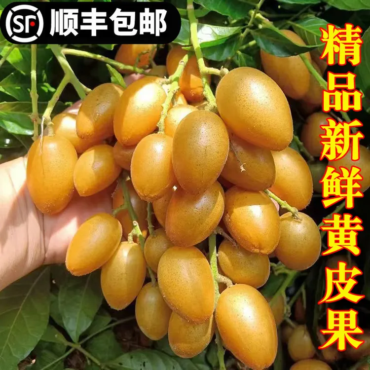顺丰包邮 广西鸡心黄皮果当季新鲜酸甜多汁孕妇水果净重1-5斤