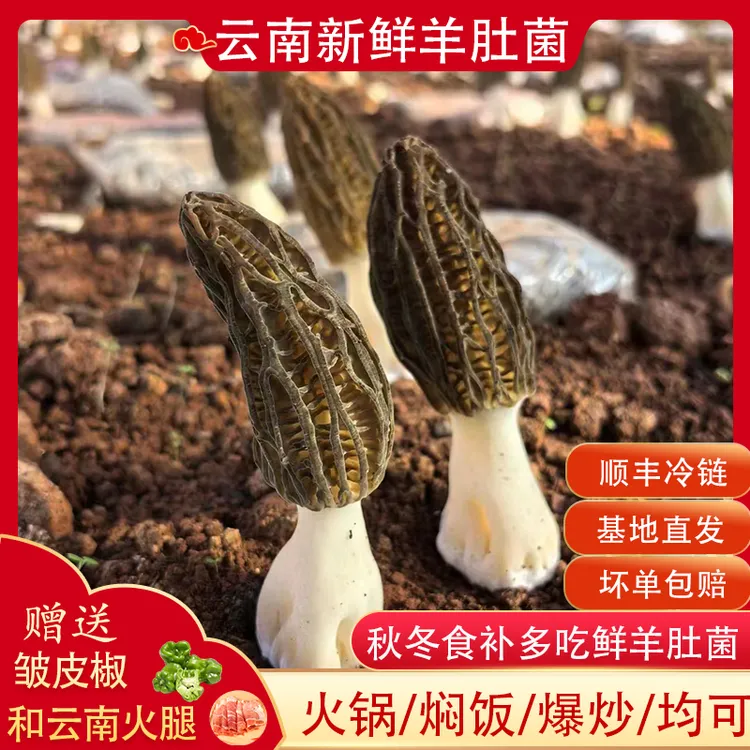 羊肚菌新鲜云南高原头茬肉厚精选农家自采浓郁优质饱满煲汤250g