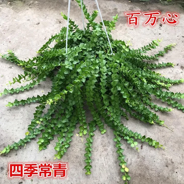 百万心吊兰垂吊植物室内阳台多肉串钱藤花卉四季常青盆栽净化空气