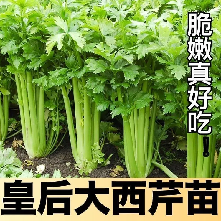 芹菜苗带土四季香芹皇后大肉西芹秋季盆栽阳台种植蔬菜苗秧苗批发