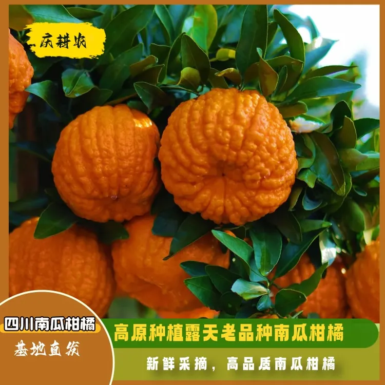 四川正宗南瓜柑新鲜大果清甜多汁当季现摘现发应季水果