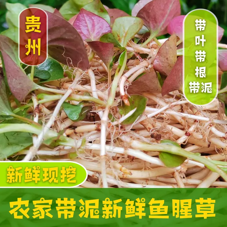 贵州农家带叶鱼腥草新货新鲜折耳根嫩根中药材贵州节节根凉拌蔬菜