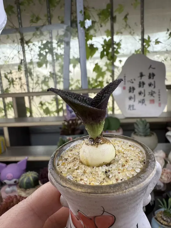 紫镜稀有开花球根多肉植物 球径2厘米左右