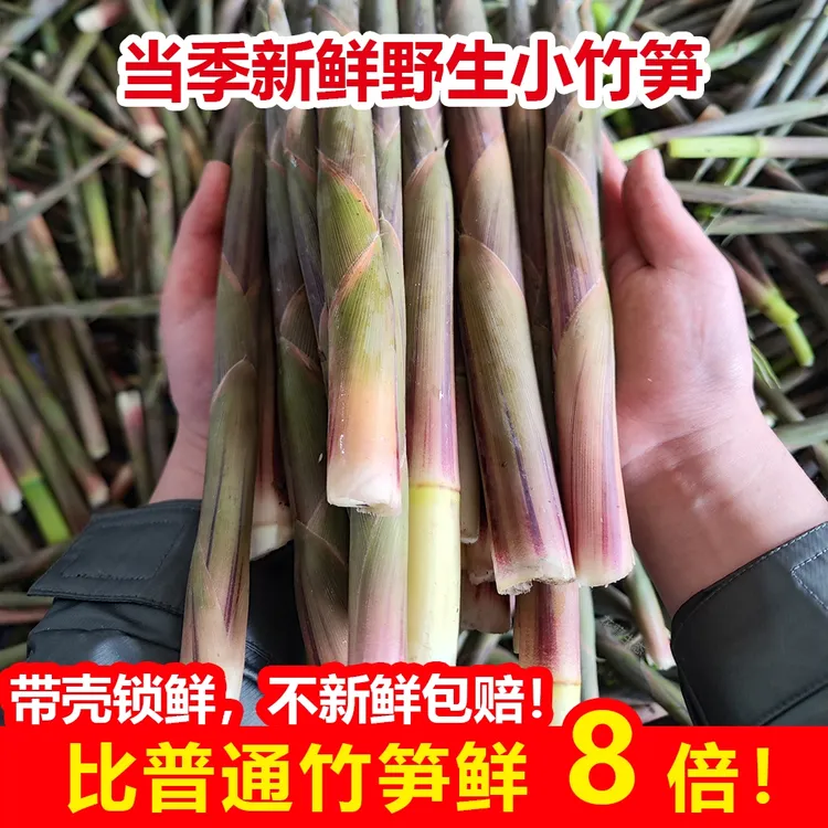 【现采现发】新鲜春笋当季小嫩笋脆嫩可口蔬菜野生春雷小竹笋2-8斤