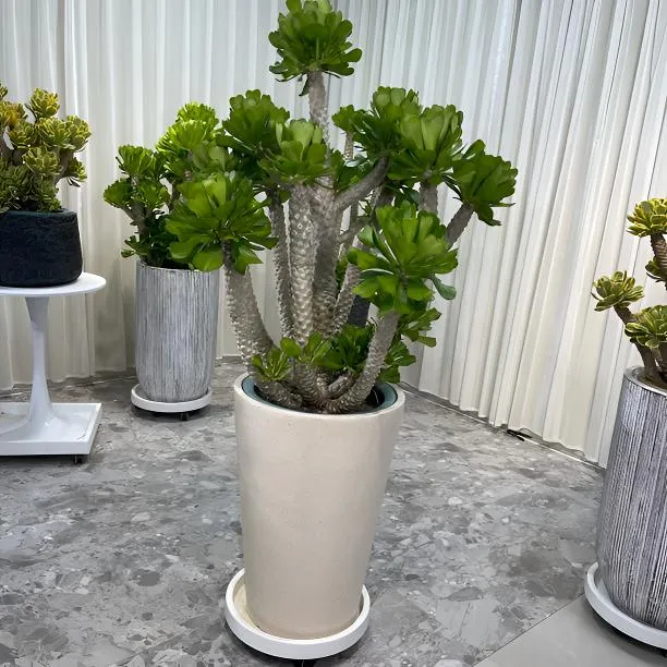 扇贝麒麟锦多肉植物喜阳耐旱耐高温适合阳台庭院的高档盆栽客厅