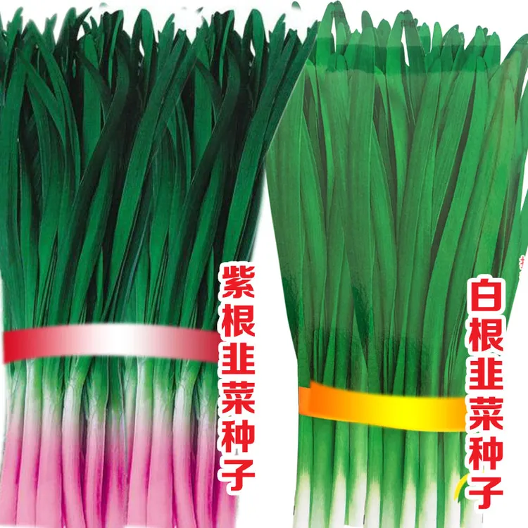 宽叶紫根韭菜/白根韭菜/野生面条菜/韭黄种子当季播种子-lz