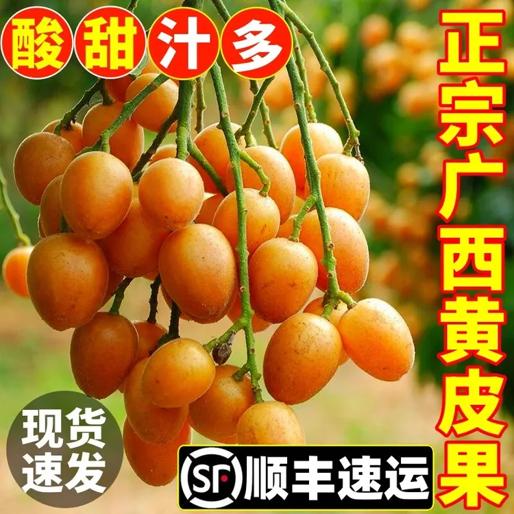 【顺丰包邮】广西鸡心黄皮果当季特产新鲜现摘现发酸甜多汁孕妇水果