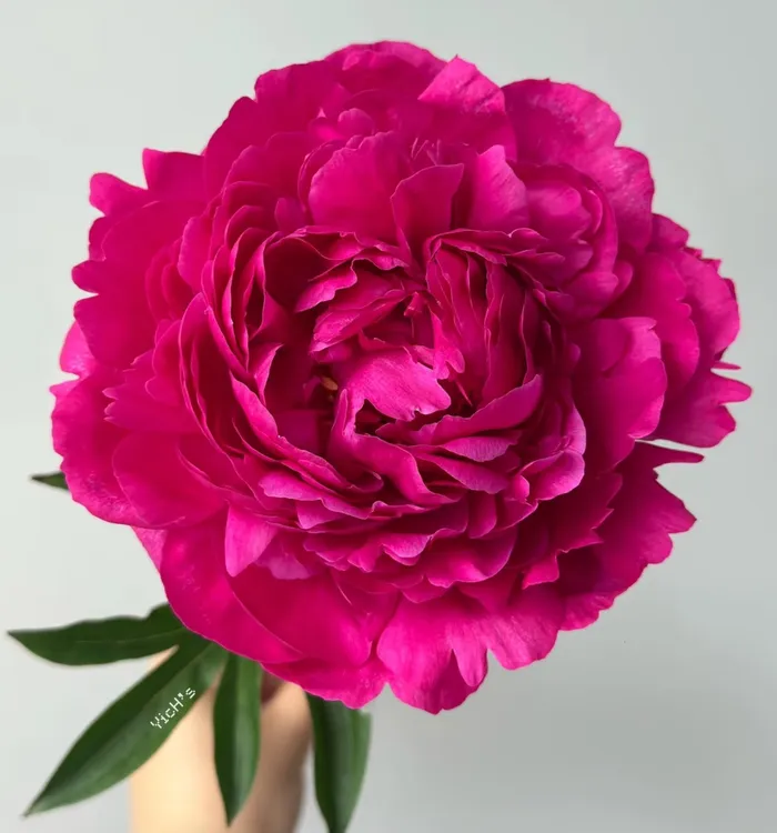 进口芍药【红富士】预定先发肥秋发苗