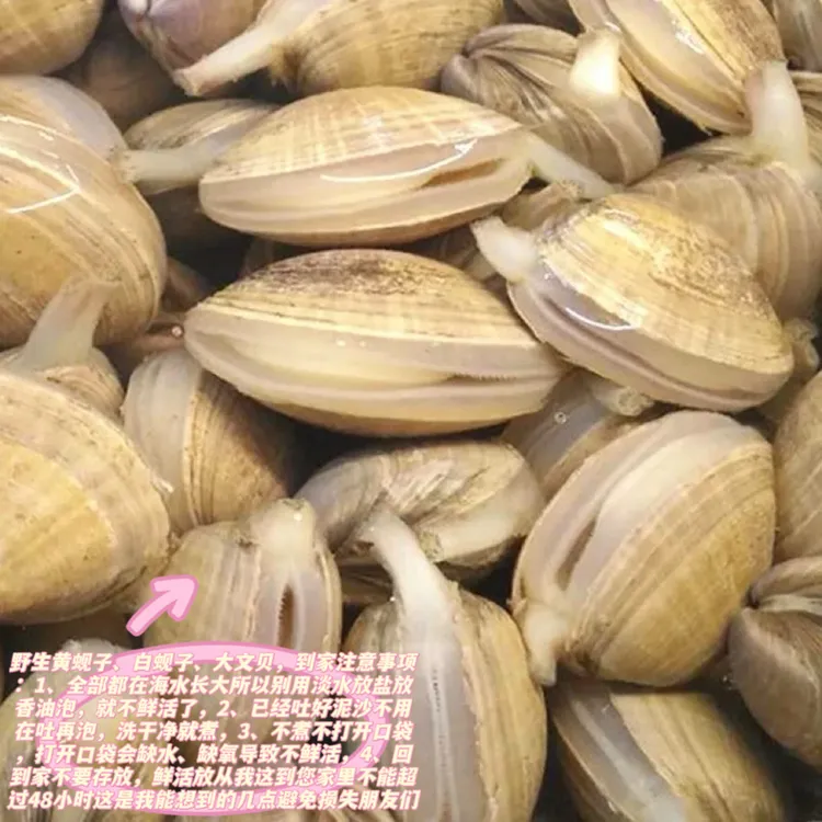 活发东港本地大黄蚬子保鲜保活百分98吐沙率顺丰包邮商品图
