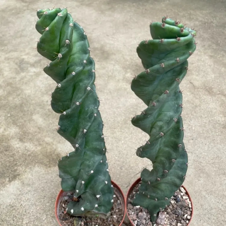 绿植花卉 龙卷风