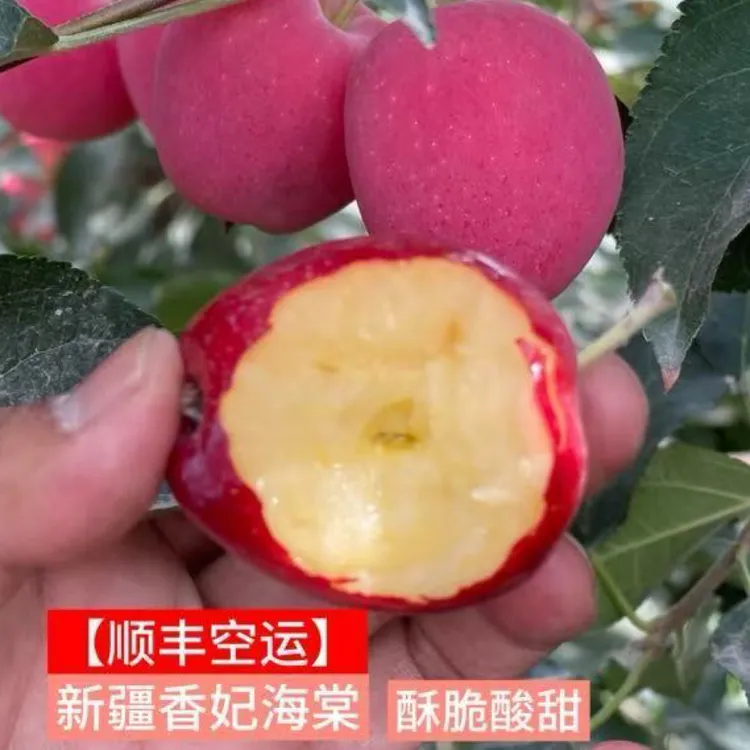 【顺丰空运】新疆香妃海棠果酸甜风味很浓甜度很高个头很小