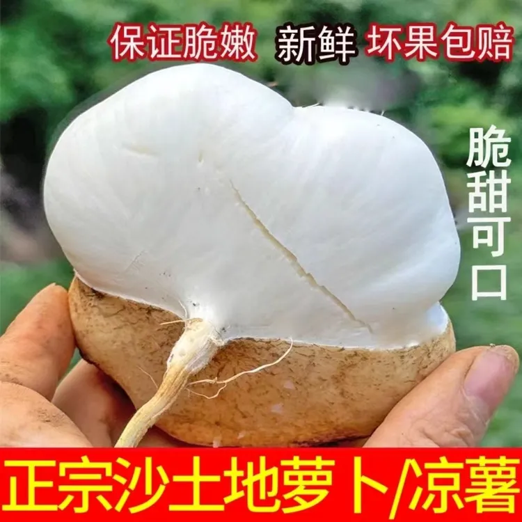 （贵州地萝卜）新鲜凉薯白地瓜现摘沙葛3/5/9斤皮薄肉厚脆甜多汁