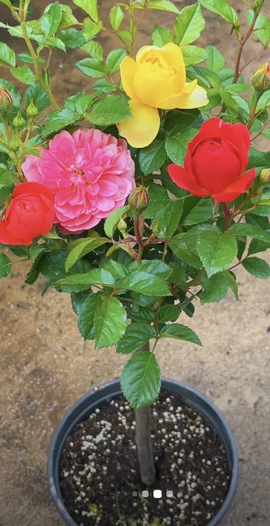 树状月季庭院花卉阳台盆栽树形树桩嫁接玫瑰花苗大花浓香四季开花