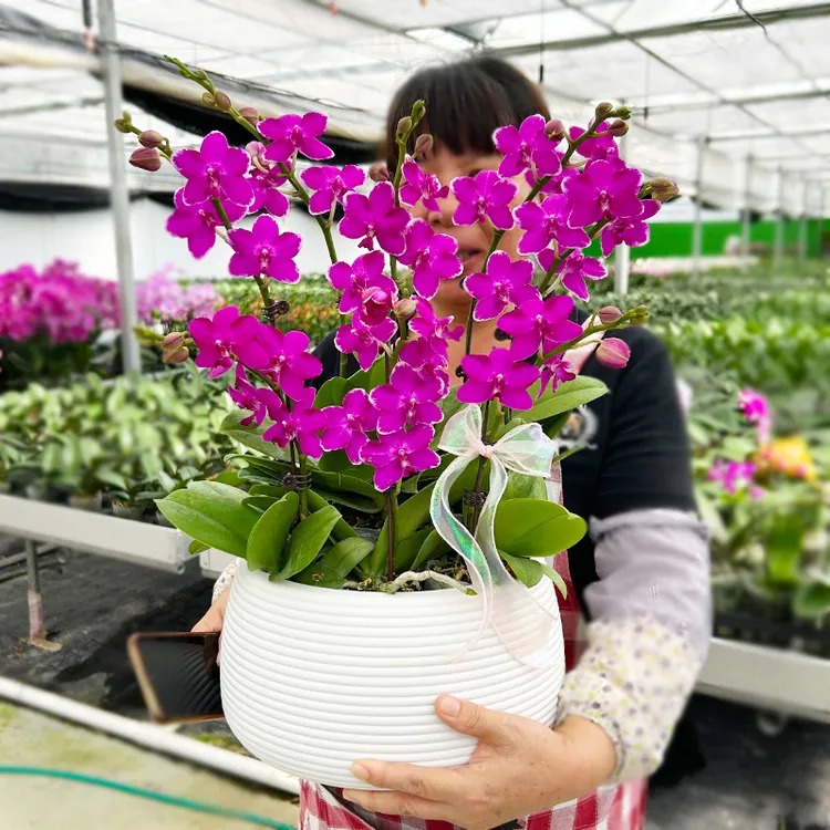 蝴蝶兰花红水仙带香味开花株盆栽室内花卉绿植四季开花好养活