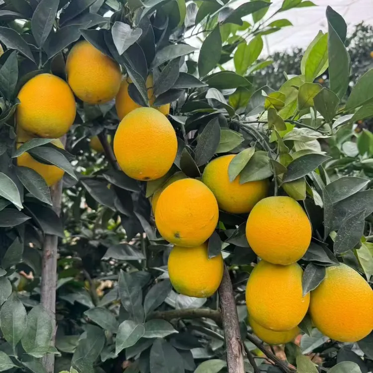 正宗赣南脐橙水果新鲜赣州直发果园直发现摘现发江西正宗大果